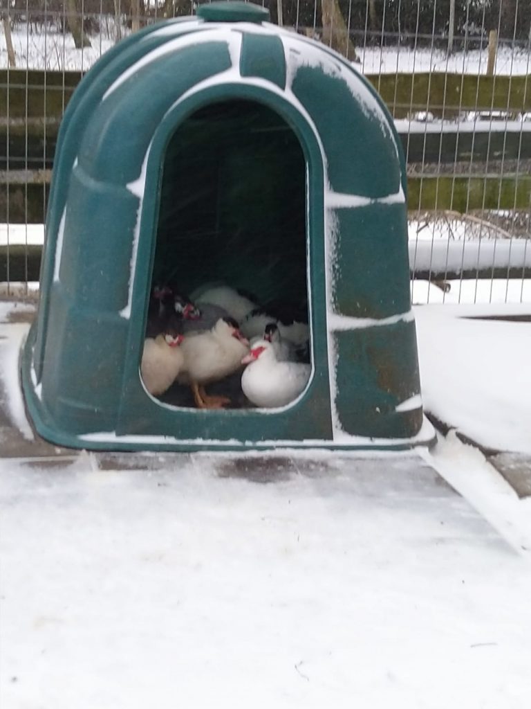 bescherming tegen koude pootjes