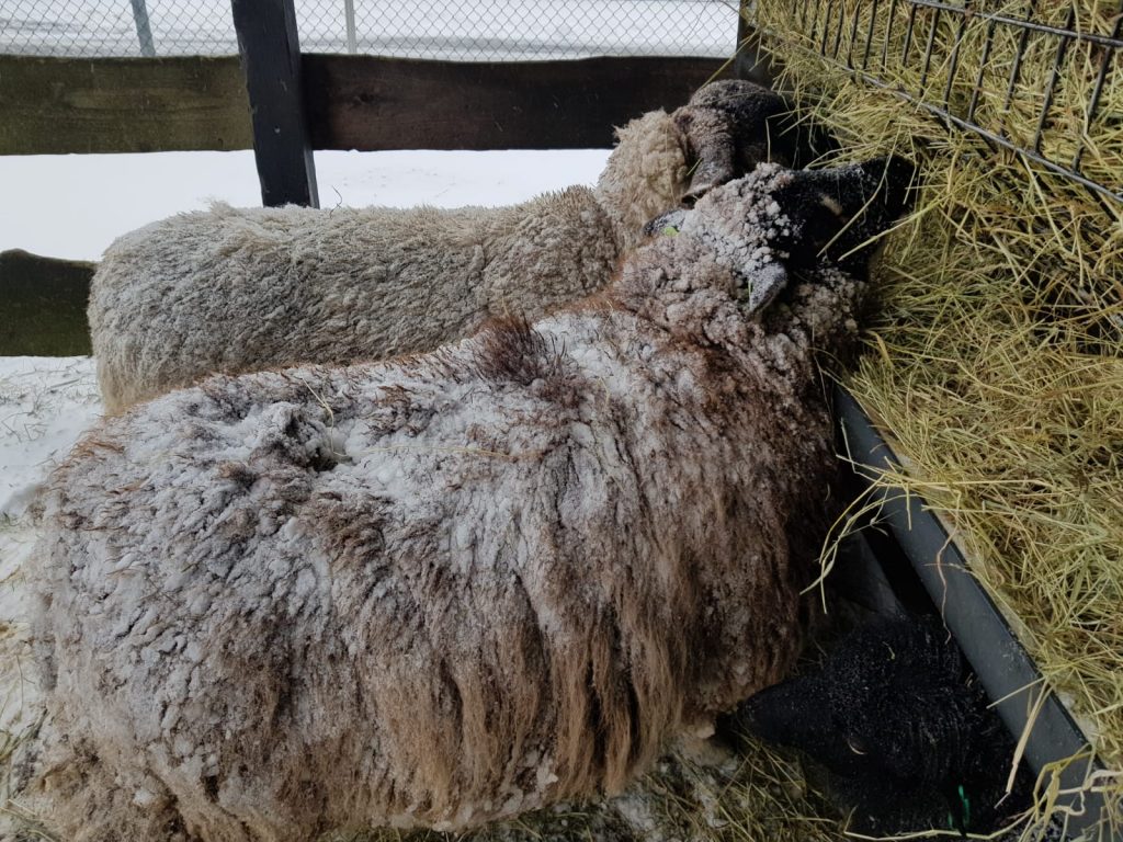 sneeuw op schapenvacht